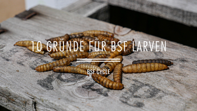 10 GRÜNDE WARUM DU DIE LARVEN DER SOLDATENFLIEGEN AUSPROBIEREN SOLLTEST