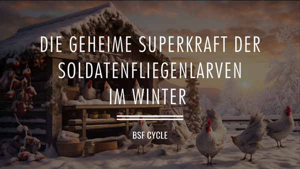 Die geheime Superkraft der Soldatenfliegenlarven für glückliche Hühner im Winter