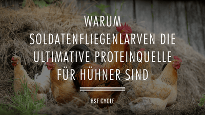 Warum Soldatenfliegenlarven die ultimative Proteinquelle für Hühner sind
