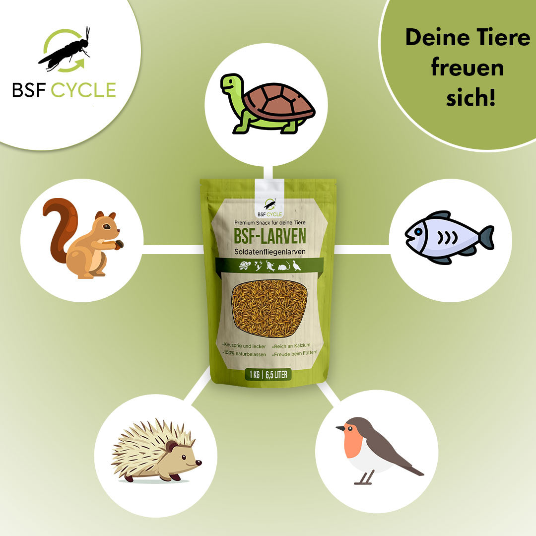 Soldatenfliegenlarven für deine Tiere